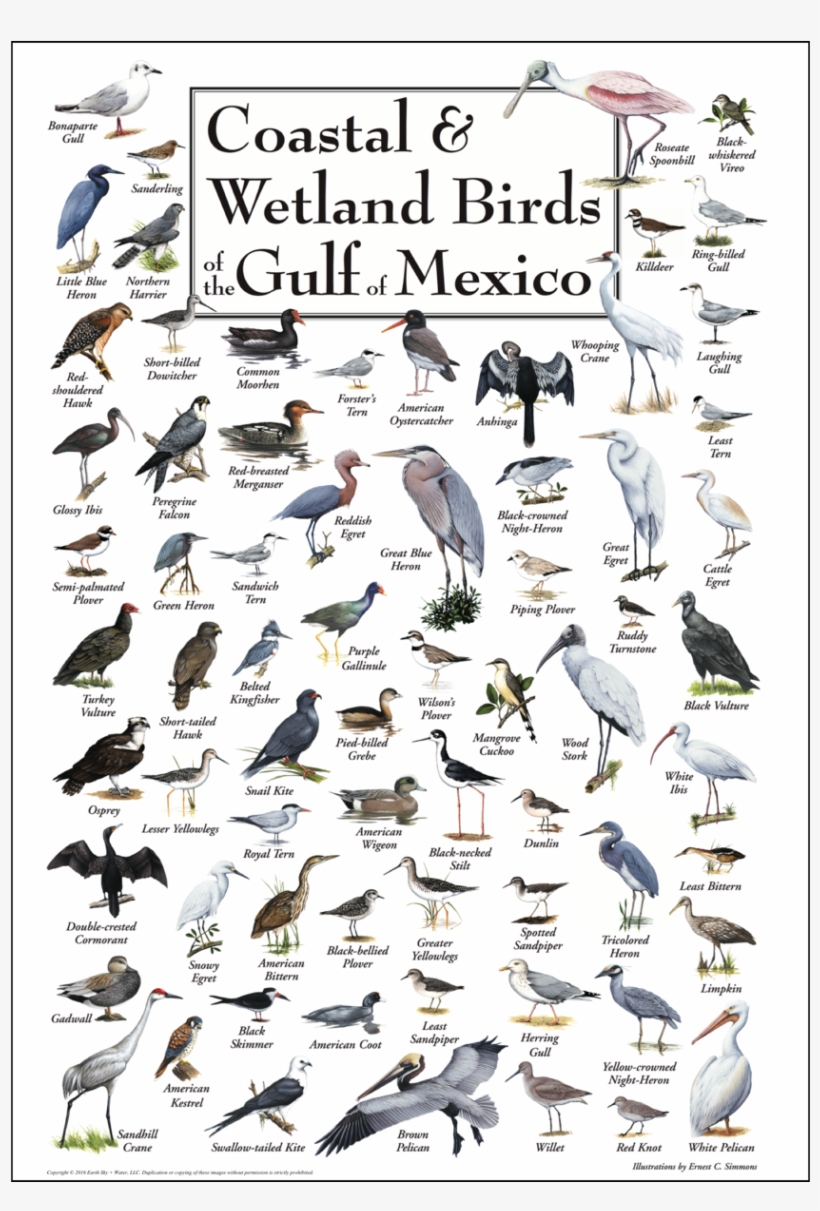 Shopping Cart -  -  - Coastal & Wetland Birds Of Florida Poster, transparent png #3852311