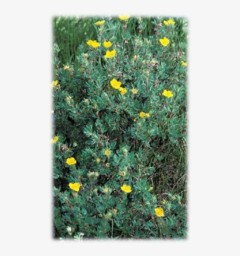 Duration - Shrubby Cinquefoil, transparent png #3852585