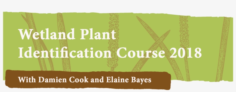 Wetland Plant Identification Course - Graphic Design, transparent png #3852643