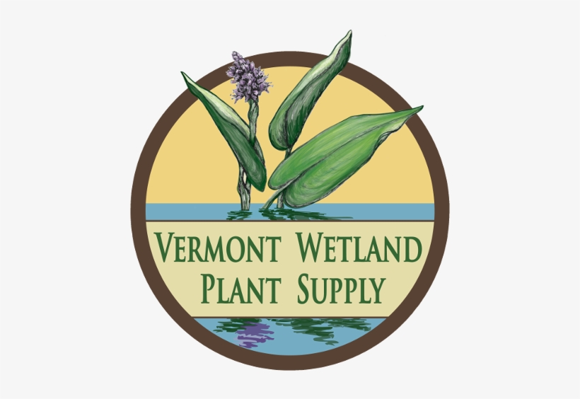 Vermont Wetland Plant Supply - Violencia Sexual, transparent png #3852720