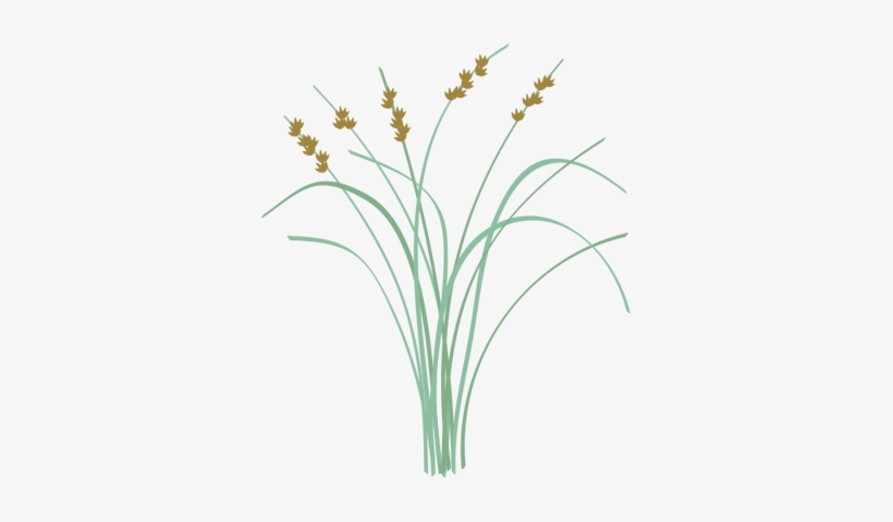 Ian Symbol Scirpus Americanus - Dwarf Day Lily, transparent png #3852872