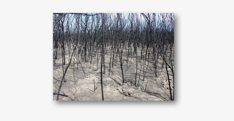 The Gila River Indian Community Department Of Environmental - Red Pine, transparent png #3852929