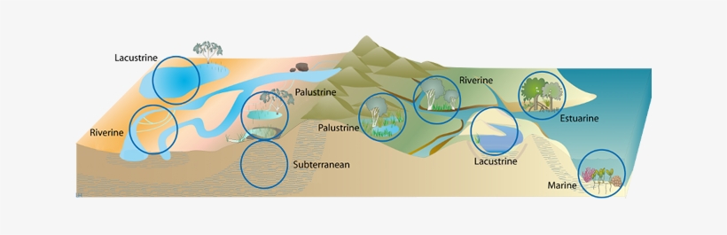 Pictorial Conceptual Models Of Lacustrine, Palustrine, - Wetland Type, transparent png #3853371