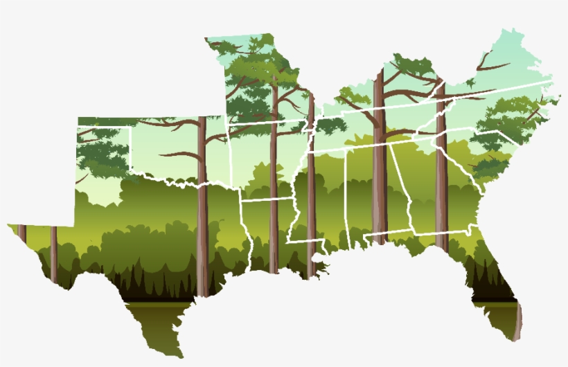 See Your State's Statistics - Tree, transparent png #3853393