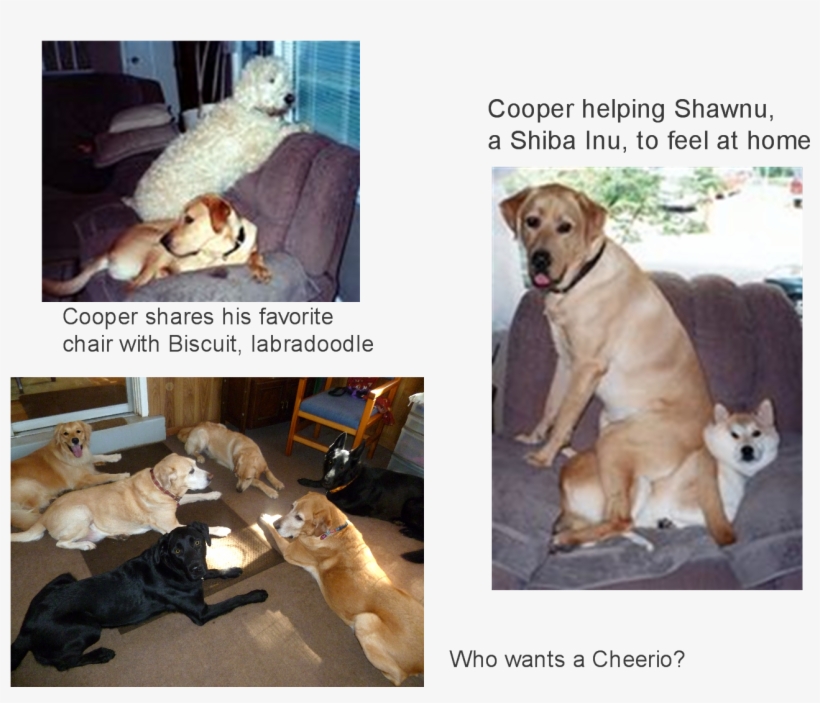 Share This - - Labrador Retriever, transparent png #3855048