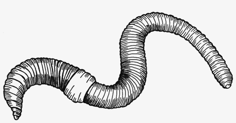 Sara Moledor Earthworms And Vermicomposting Have Long - Twitter, transparent png #3858039