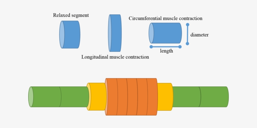 320 × 168 Pixels - Earthworm Peristalsis, transparent png #3858145