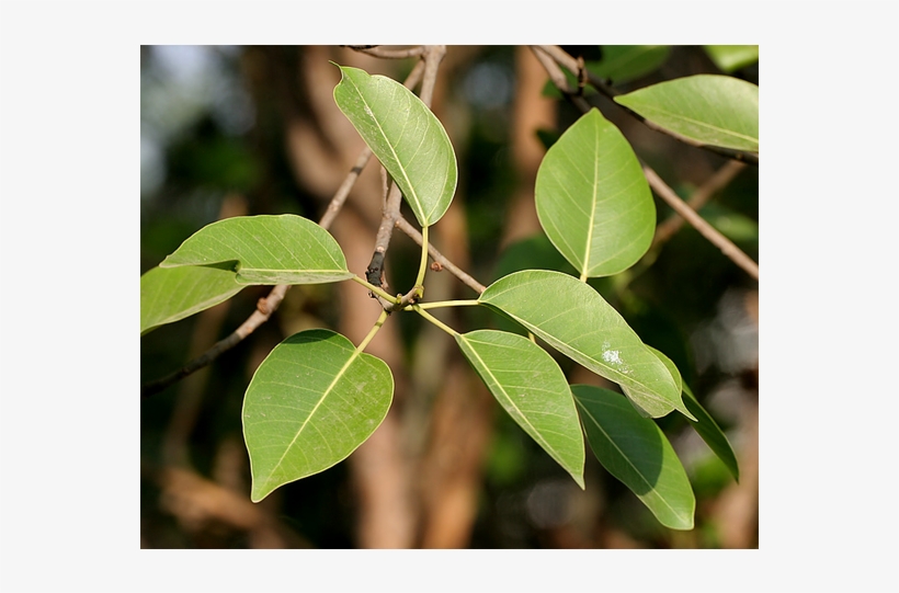 Next Prev With Great Indoor Plants Top View Png - Weeping Fig, transparent png #3858284