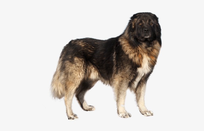 Appearance Of Caucasian Shepherd - Dog, transparent png #3859031