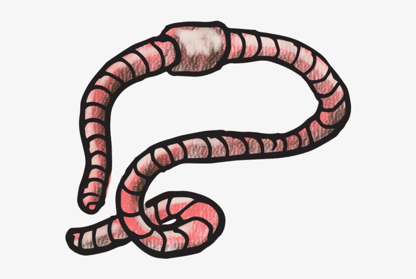 Earthworm, transparent png #3859269
