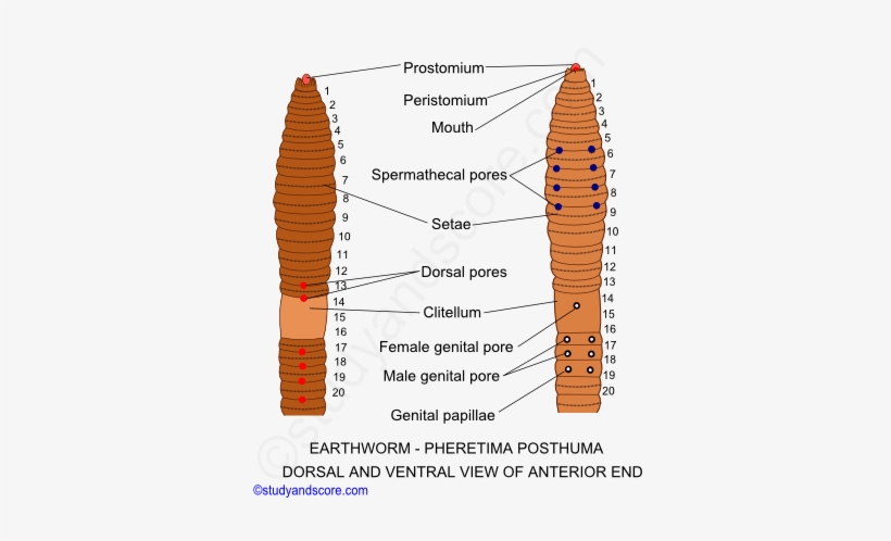 Anterior End Of Pheretima Posthuma, Earthworm General - Intersegmental Groove In Earthworm, transparent png #3859440