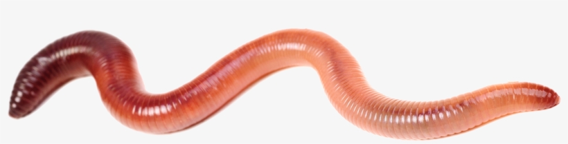 I Do Have A Limited Supply Of Free Worms To Giveaway - Earthworm, transparent png #3859461