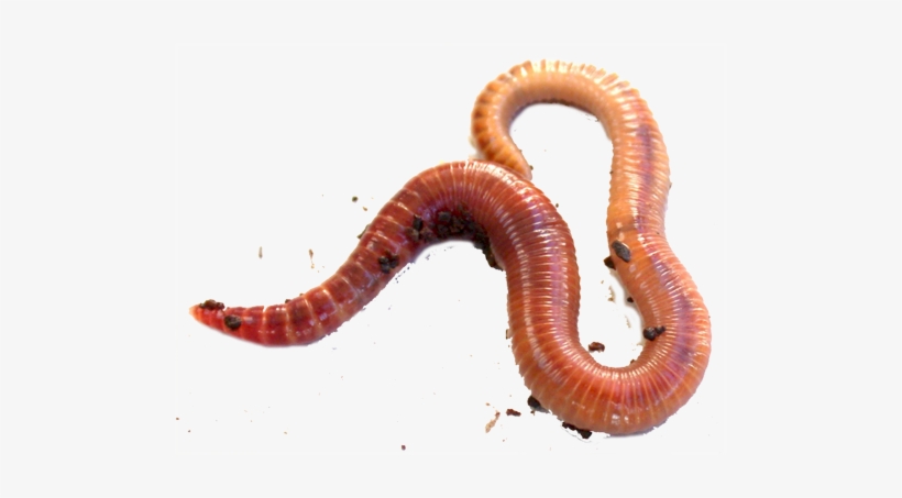 An Earthworm - Red Worms, transparent png #3859528