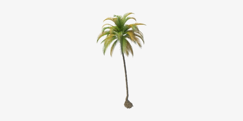Coconut Tree - Coconut Tree Png File, transparent png #3860012