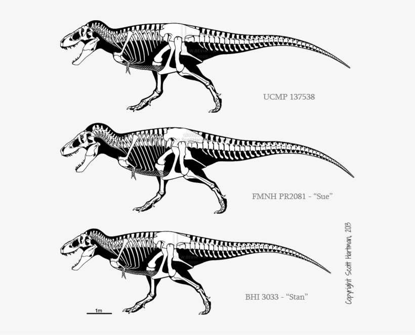 Dinosaur Duels - Carcharodontosaurus Skeleton, transparent png #3860017