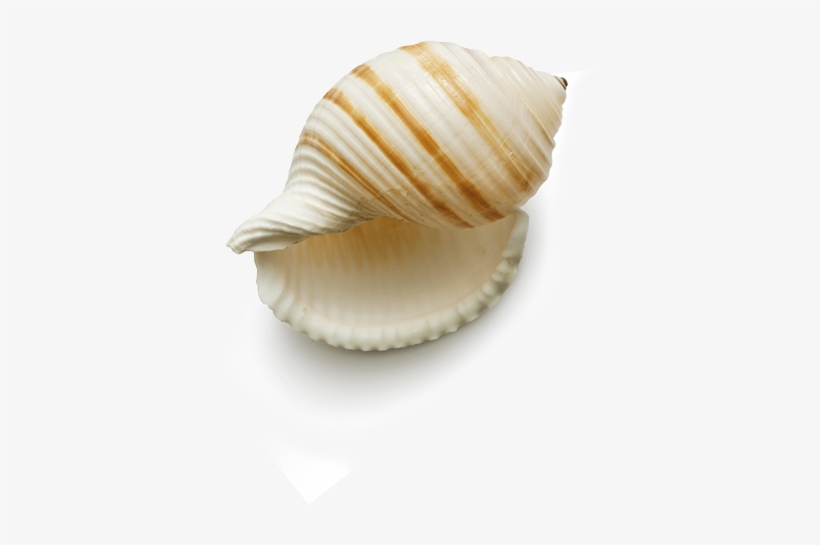 Beach Mapa - . Spf 50, transparent png #3861906