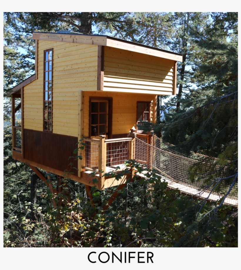 Conifer Square Title - Conifers, transparent png #3862497