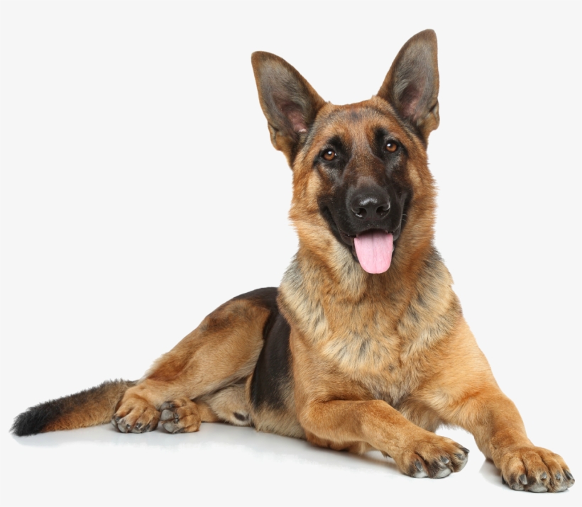 German Shepard - German Shepherd Stock, transparent png #3862947