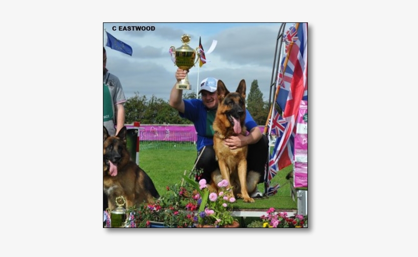 Welcome To The 'samstag German Shepherd Dogs' Website' - Old German Shepherd Dog, transparent png #3863014