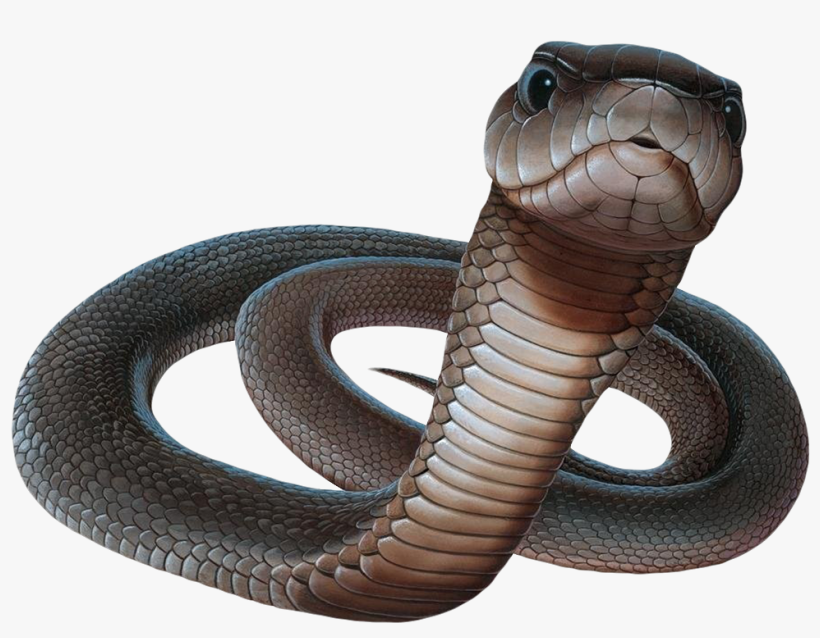Black Mamba With White Background, transparent png #3863478