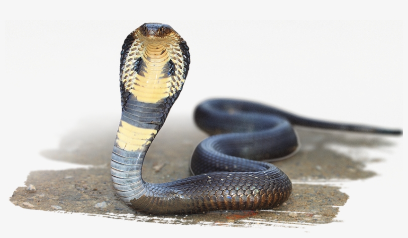 Image - Snakes: 101 Super Fun Facts And Amazing, transparent png #3863591