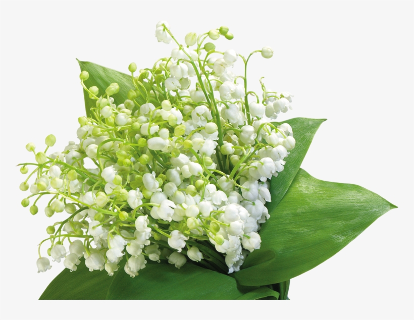 Tubes 1 Mai Muguet Png - Muguet Png, transparent png #3864931