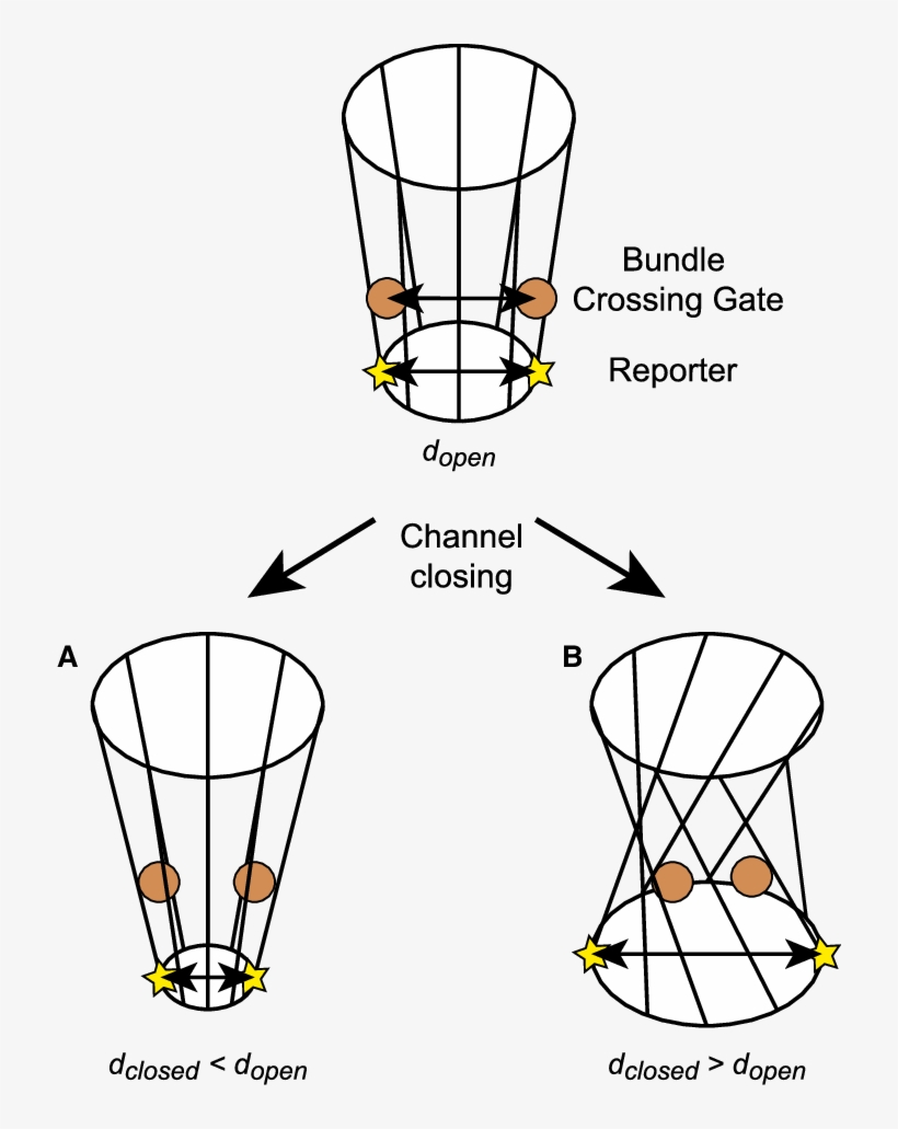 Geometric Models For Gating A K Þ Channel With An Hbc, transparent png #3865913