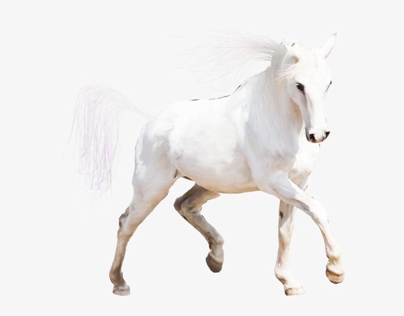 File Size - Horse, transparent png #3866184