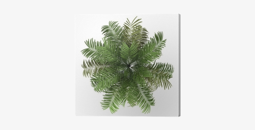 Top View Of Areca Palm Tree Isolated On White Background - Palm Tree Top View Png, transparent png #3866647