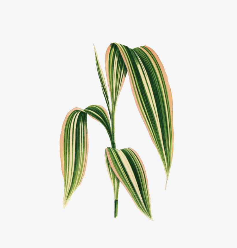 Palm-001 - Cornstalk Dracaena Leaf Art - Scrabble Tile Pendant, transparent png #3866670