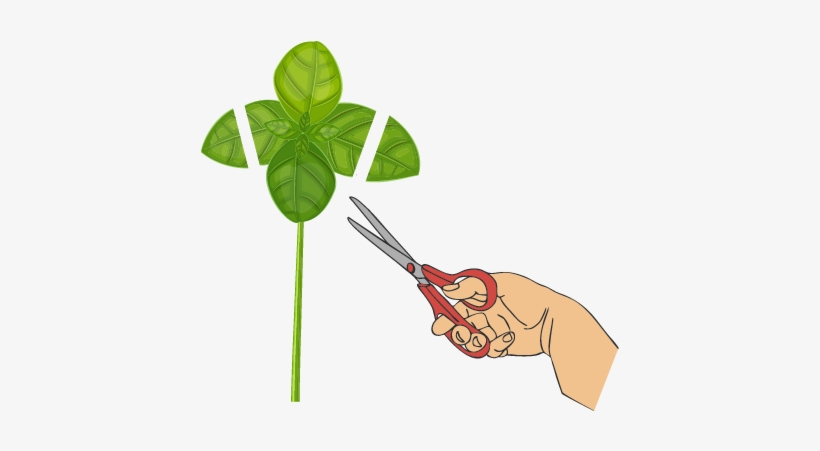 Cut Large Leaves - Leaf, transparent png #3867141