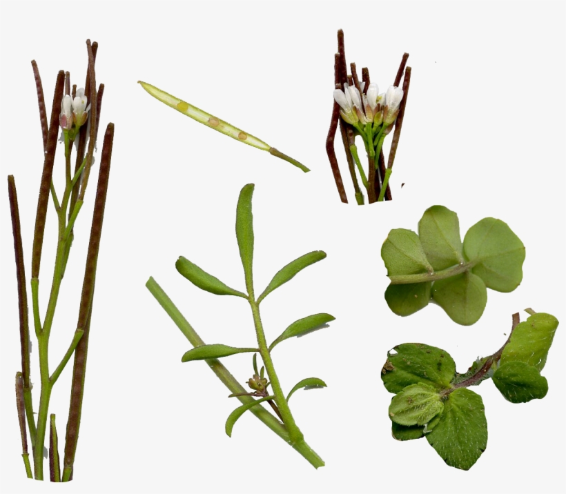 Weed Leaf Png - Hairy Bittercress, transparent png #3867168