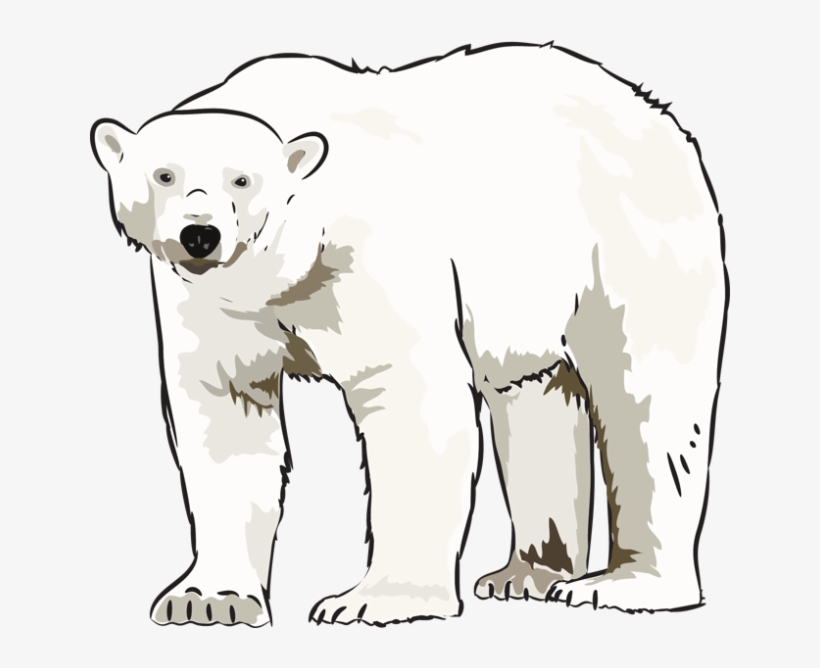 Art Polar Bear Clipart Kid - Art, transparent png #3868647