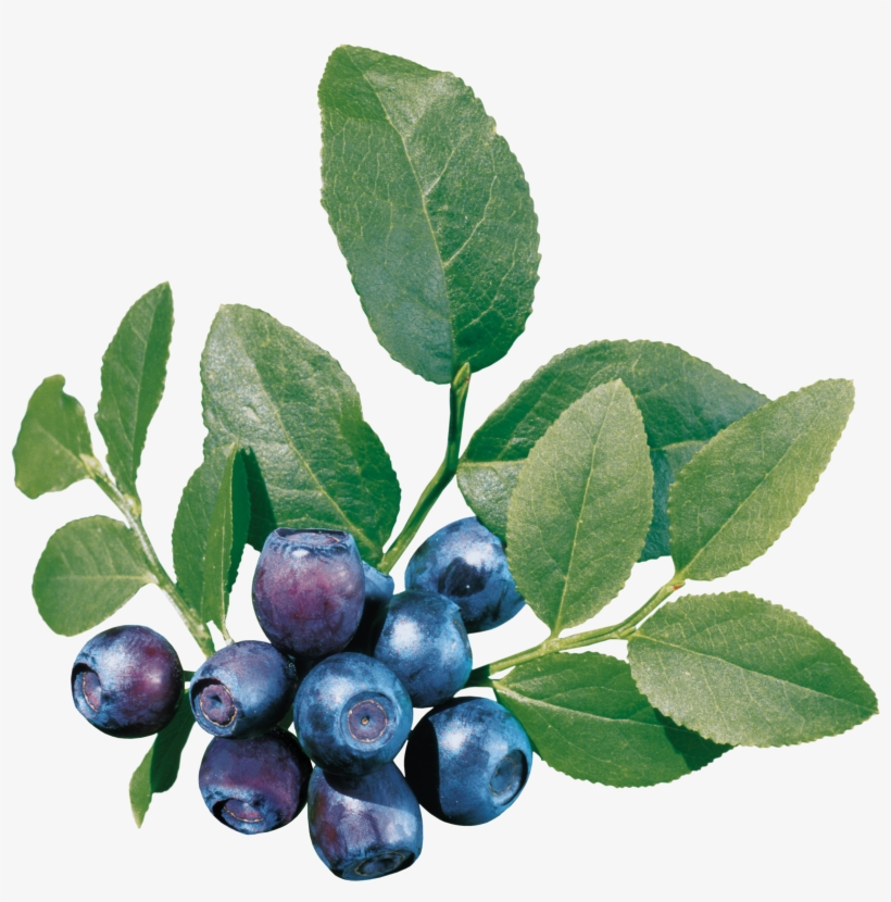 Blueberries Png - Blueberry Leaf, transparent png #3868922