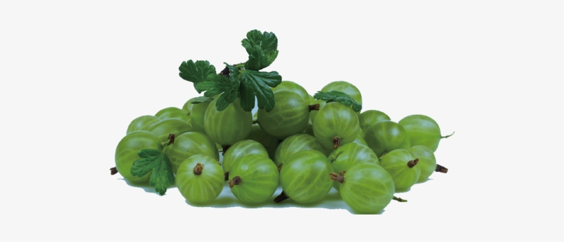Growing Gooseberries, Planting Gooseberry Bushes, Gooseberry - Gooseberry, transparent png #3869194