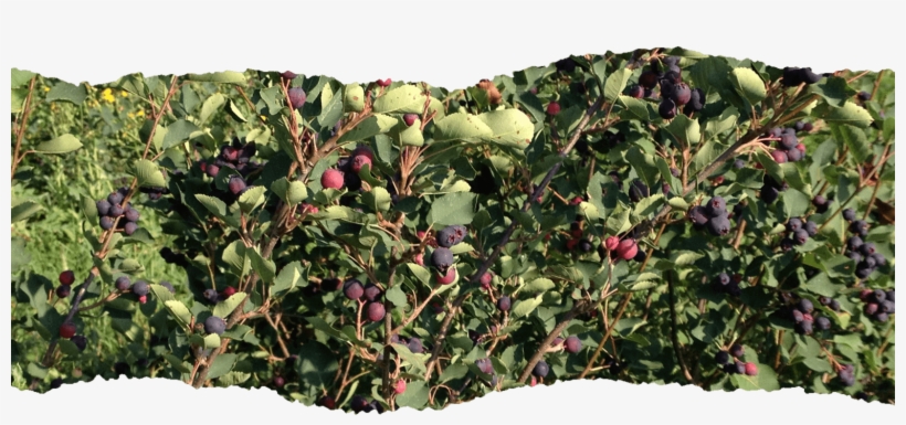 Saskatoon Berries, transparent png #3869214