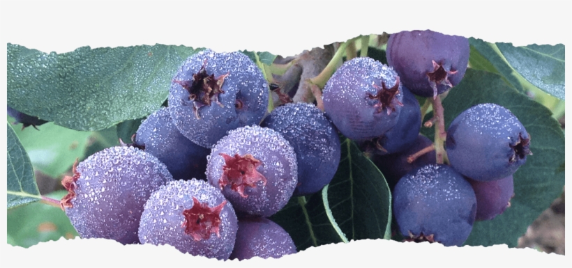 The Economics To Growing Wealth - Acai Berry, transparent png #3869272