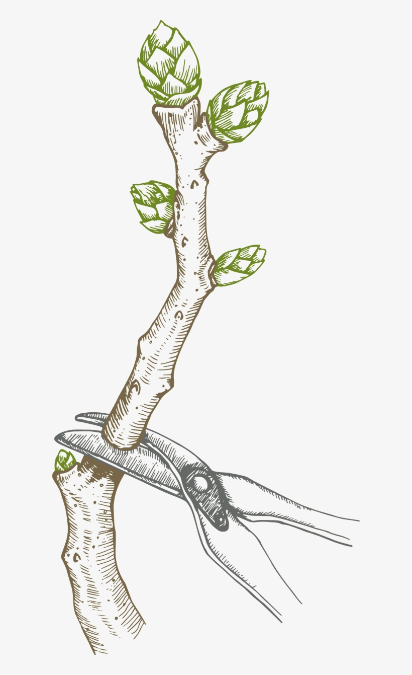 Pruning Blueberry Bush - Acacia Greggii, transparent png #3869499