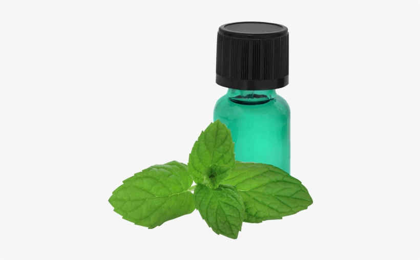 Peppermint Essential Oil The #1 Most Powerful Energy, transparent png #3869916