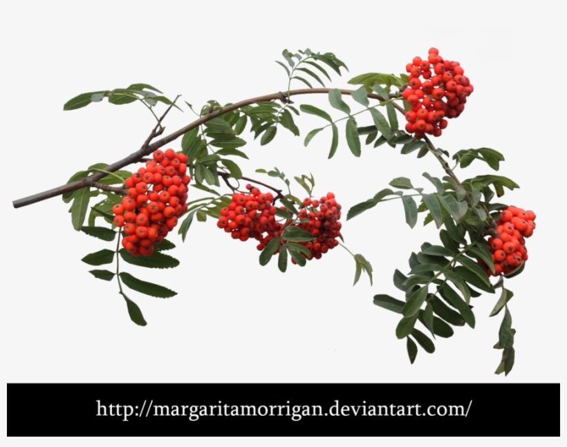 Rowan - Рябина Png На Прозрачном Фоне, transparent png #3870171