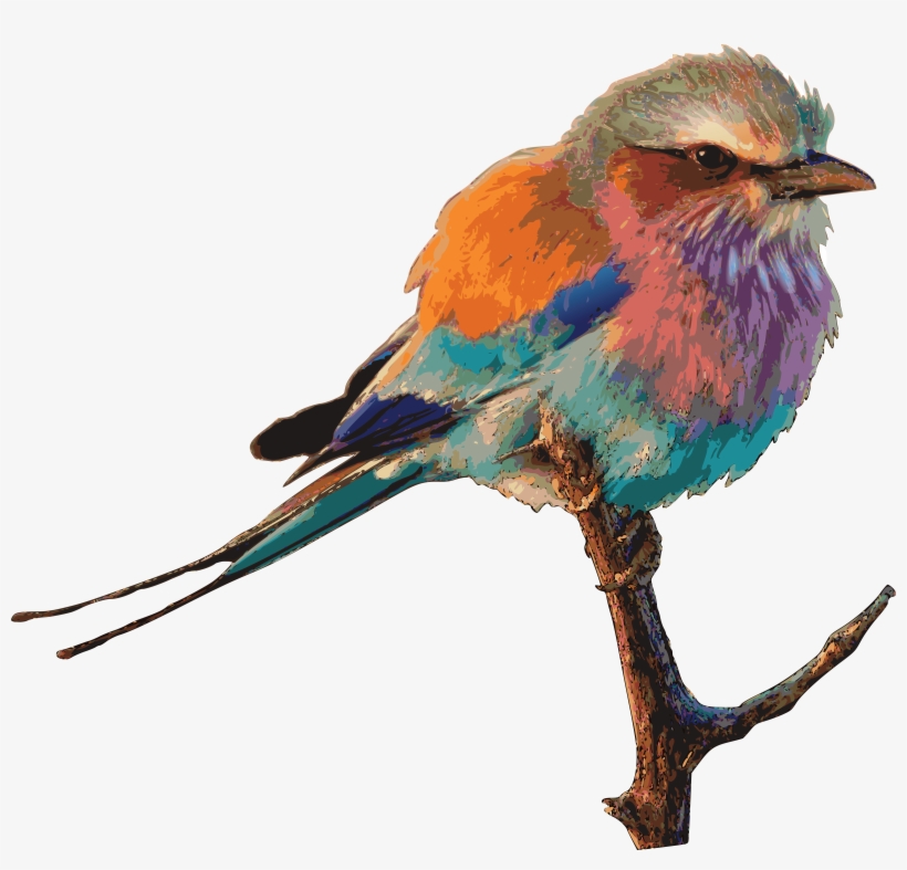 , , - Roller Bird Png, transparent png #3871530