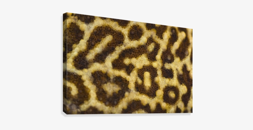 Close Up Of Leopard Gecko Skin Patterns Canvas Print - Common Leopard Gecko, transparent png #3871599
