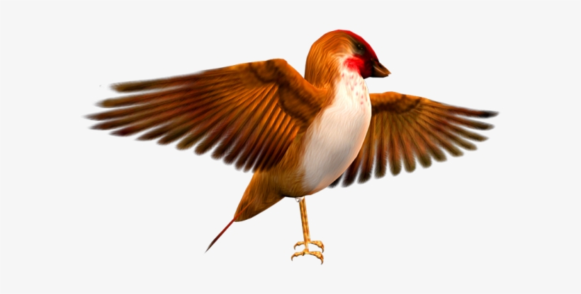 Finch Hd Birds - 飞翔 的 小 鸟 图片, transparent png #3871604