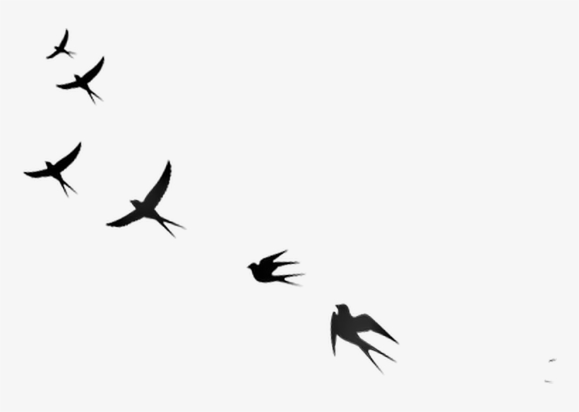 Ftestickers Sticker - Flock, transparent png #3871805