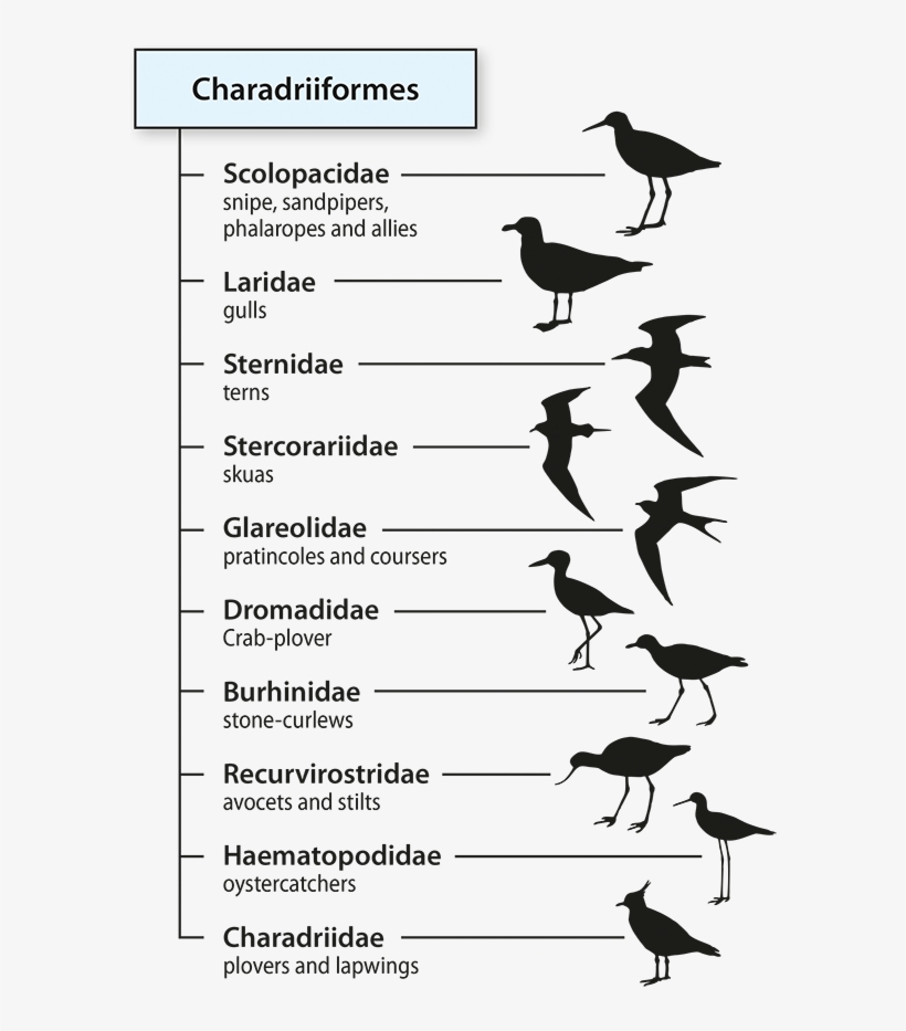 Taxonomic Divisions To The Family Level Within The - Taxonomic Family, transparent png #3871864