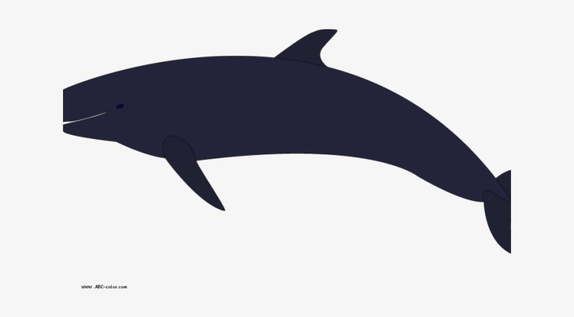 Killer Whale Png Transparent Images - Beluga Whale, transparent png #3872600