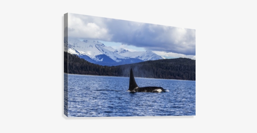 An Orca Whale, Or Killer Whale, Surface Near Juneau - Posterazzi An Orca Whale Or Killer Whale Surface Near, transparent png #3872764