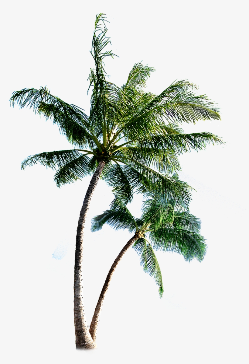 Coqueiros-png Palm Tree Transparent Tumblr - Palmeras Png Para Photoshop, transparent png #3874748