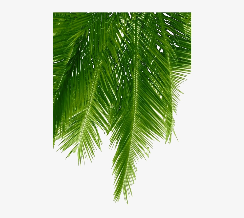 Source - - Palm Leaf Pillow Case Throw Cushion Cover, transparent png #3874796