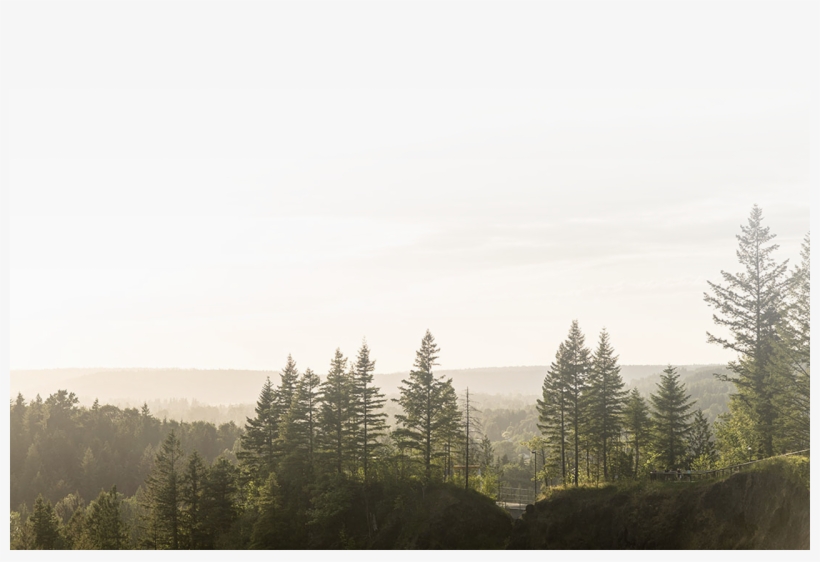 Schedule - Shortleaf Black Spruce, transparent png #3875827